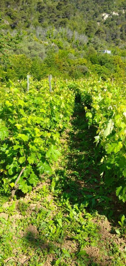 Agriturismo Vecchio Frantoio Villatella Ngoại thất bức ảnh