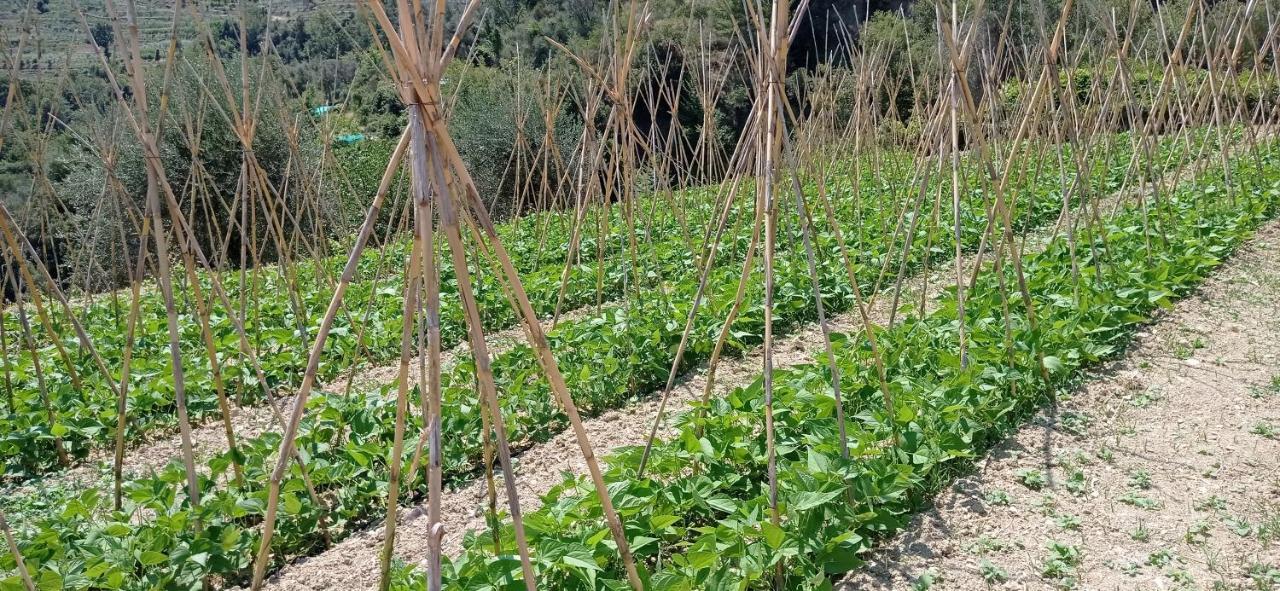 Agriturismo Vecchio Frantoio Villatella Ngoại thất bức ảnh