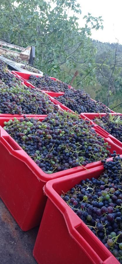 Agriturismo Vecchio Frantoio Villatella Ngoại thất bức ảnh