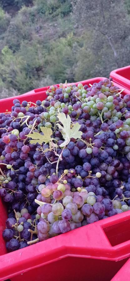 Agriturismo Vecchio Frantoio Villatella Ngoại thất bức ảnh